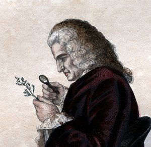 Retrato de Bernard de Jussieu (1699-1777), naturalista francês. de French School