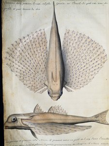Perfil e costas de peixe alado, Big Island, Brasil, aguarela do livro de bordo de Jacques Gouin de Beauchesne (1652-1730), capitão da Compagnie royale de la Mer du Sud, de 1698 a 1701, França de French School