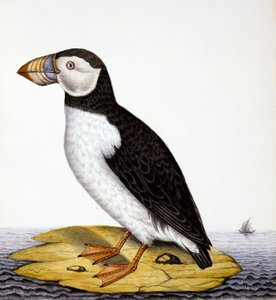 Puffin, marmon fratercula, c.1840 (wc no papel) de French School