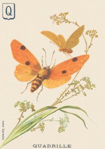 P: Quadrilha (Lithosia quadra ou Lithosie quadrille) de French School