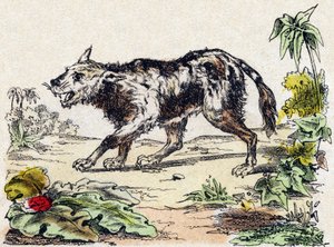 Quachy (espécie de cão-leão da América do Sul). Gravura em "Alphabet des animaux sauvages". 9ª Série. Imagem de Epinal, Pellerin, impressora-editora, cerca de 1870. Gravura em madeira, stencilled. 16 páginas. Dimensões: 20 x 15 cm. Coleção Particular de French School