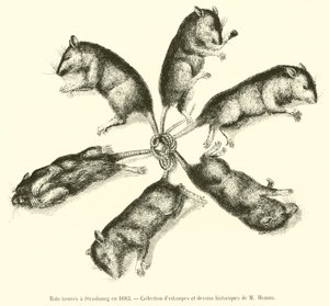 Ratos encontrados em Estrasburgo em 1683 de French School