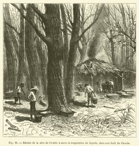Colheita e evaporação da seiva do ácer de açúcar, em uma floresta canadense (gravura) de French School