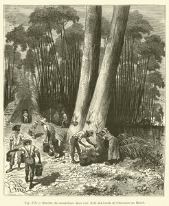 Colheita de seringueira em uma floresta nas margens da Amazônia no Brasil de French School