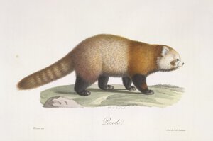 Panda vermelho. Ailurus fulgens, da Histoire Naturelle des Mammifères (cor litho) de French School