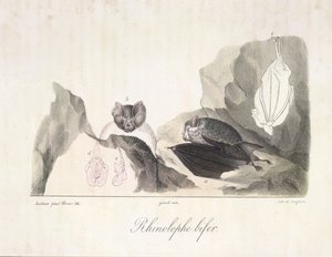 Rhinolophe bifer. Morcegos vampiros, da Histoire Naturelle des Mammifères (cor litho) de French School