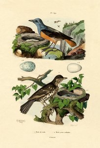 Roufus-tailed Rock-thrush, Adolf Fries de French School