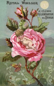 Anúncio de preparação de cabelo Royal Windsor com uma rosa e um bebê de French School