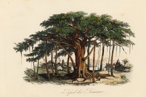 Figueira sagrada, Ficus religiosa, também conhecida como árvore bodhi, árvore banianeira, árvore banyan, árvore pippala, árvore peepul, árvore peepal ou árvore ashwattha de French School