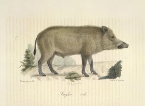 Javali, macho, de História Natural dos Mamíferos (lito a cores) de French School