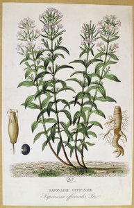 Saponaria officinalis, século XIX (gravura a cores) de French School