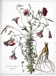 Scamoneum (Scamonium Syriacum) - de "A coleção de plantas gravadas pela ordem do rei Luís XIV". de French School