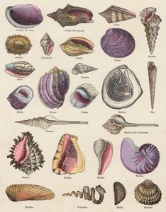 Seashells (gravura a cores) de French School