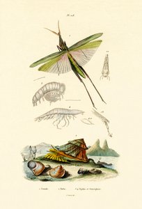 Gafanhoto de cara inclinada, 1833-39 de French School