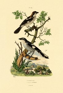 Picanço-cinzento-meridional, 1833-39 de French School