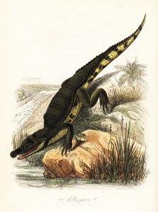 Jacaré-de-óculos, crocodilo jacaré de French School