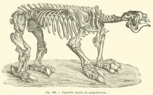 Squelette fossile du megatherium (gravura) de French School