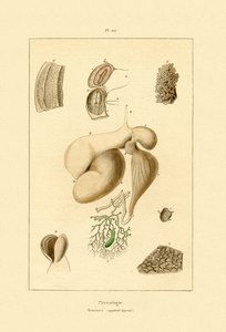 Estômago, 1833-39 de French School