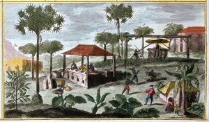 Produção de açúcar nas Antilhas, detalhe de 00155 - in "General History of the Antilles Inhabited by the French by Du Tertre", início do século XIX de French School