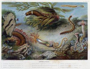 Sunapte de Duvernoy - no "Le Monde de la Mer" de Alfred Fredol. ed. Paris, Hachette. de French School