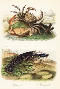 Caranguejo gigante da Tasmânia, Pseudocarcinus gigas, e lagosta europeia, Homarus gammarus de French School