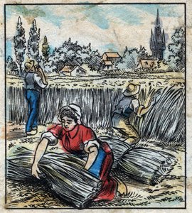 Têxtil, linho: agricultura. Coleta linho que é montado em uma bota para ser seco. Gravura. Imagem epinal do final do século XIX. de French School