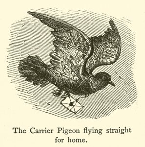 O Pombo Transportador voando direto para casa (gravura) de French School