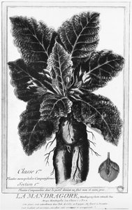 O Mandrake de French School