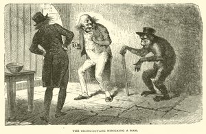 O Orang-Outang imitando um Homem (gravura) de French School