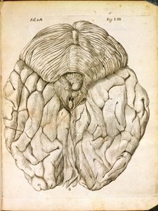 A estrutura do cérebro, de De Homine Figuris, de René Descartes (1596-1650), publicada em Haia, 1662 de French School