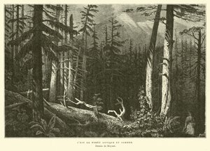 A antiga floresta escura de French School