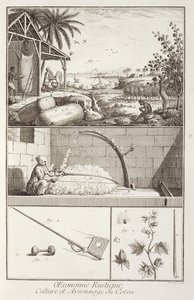 O cultivo de algodão, da enciclopédia de Denis Diderot (1713-84), gravado por A. Provost (fl.1834-55), c.1760 de French School