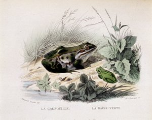 O sapo e a chuva verde (sapo) - em "Lacepede de French School