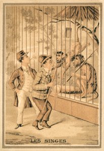 Os macacos (chromolitho) de French School