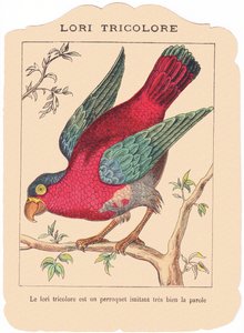 O camião tricolor é um papagaio que imita muito bem a fala, finais do século XIX (gravura) de French School