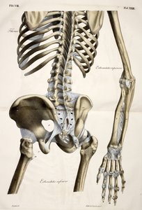 Tórax, de placas anatómicas do corpo humano executadas segundo as dimensões naturais, acompanhado de um texto explicativo Publicado pelo cte de Lasteyrie de French School