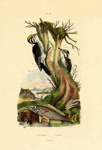 Pica-pau-de-três dedos, 1833-39 de French School