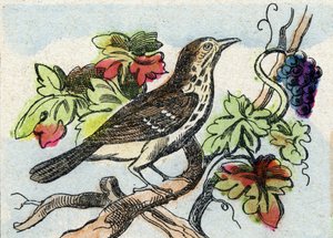 Thrush. Gravação em "Buffon Alphabet des Oiseaux n 1". 3ª Série N 1. Imaging of Epinal, Epinal, final do século XIX. 16 páginas. Dim: 28x21cm de French School