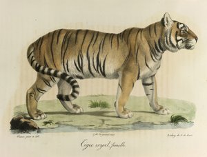 Tigre real, fêmea. Um tigre real feminino, da Histoire Naturelle des Mammifères (cor litho) de French School