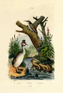Sapo, 1833-39 de French School