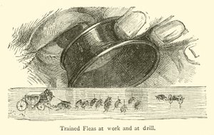 Pulgas treinadas no trabalho e na perfuração (gravura) de French School
