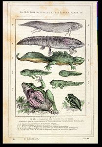 Transição de Peixes em Anfíbios, de um livro do Dr. Rengade, c.1880 de French School
