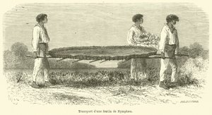Transporte de uma folha de ninfaea (gravura) de French School