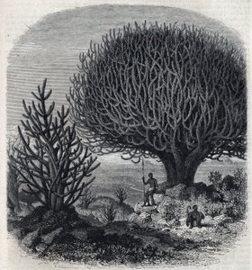 Árvore Euphorbo na África Oriental (Sudão). Gravura de Freeman em "The Picturesque Magasin" (O Pitoresco Magasin) de French School
