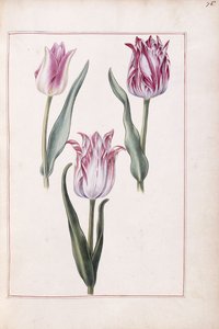 Tulipas, século 18 de French School