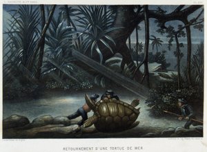 Tartaruga de mar - in "Le monde de la mer" de Alfred Fredol, Hachette, Paris de French School
