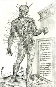 Sistema vascular de acordo com Charles Etienne, da dissecção de partes do corpo humano, três livros, 1545 (impressão pc) de French School