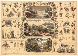 Vegetação (cor litho) de French School