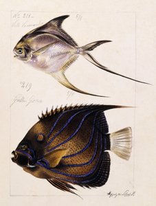 Velle ... Etc, C. 1850 de French School
