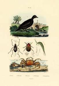 Pato Escocês de Veludo, 1833-39 de French School